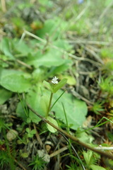 Plectritis congesta brachystemon