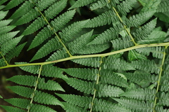 Diplazium viridissimum