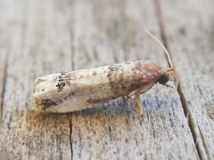 Notocelia incarnatana