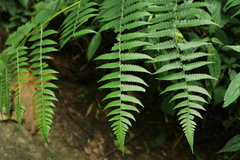 Diplazium viridissimum