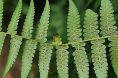 Diplazium viridissimum