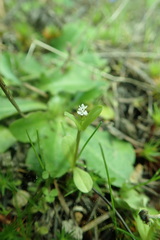 Plectritis congesta brachystemon