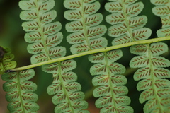 Diplazium viridissimum