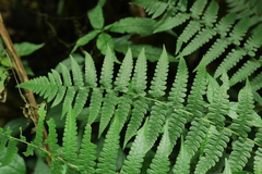 Diplazium viridissimum