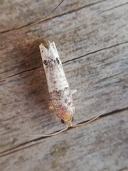 Notocelia incarnatana