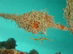 Solenostomus halimeda