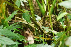 Diplazium viridissimum