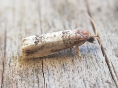 Notocelia incarnatana