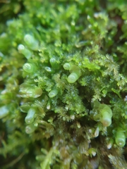 Liochlaena lanceolata