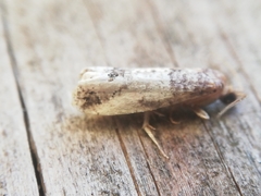 Notocelia incarnatana