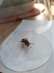 Vespula vulgaris