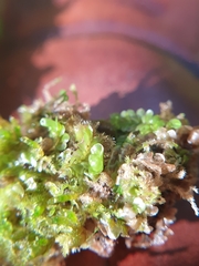 Liochlaena lanceolata