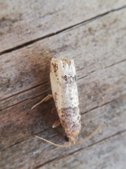 Notocelia incarnatana