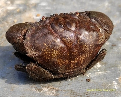 Myomenippe hardwickii