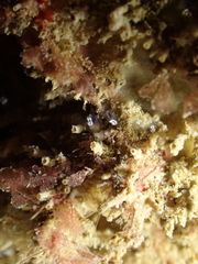 Pycnoclavella stolonialis