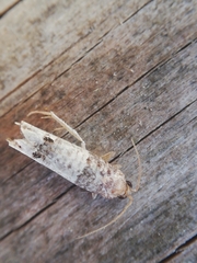 Notocelia incarnatana