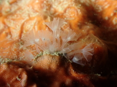 Phoronis