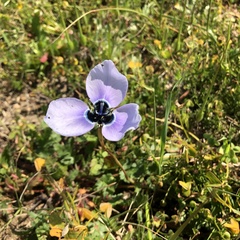 Moraea gigandra