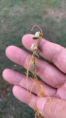 Cuscuta campestris