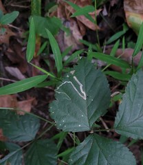 Stigmella villosella