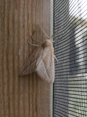 Compsoptera opacaria