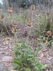 Tetragonotheca repanda