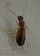 Paradromius
