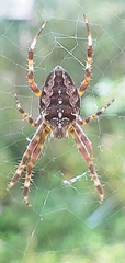 Araneus diadematus