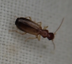 Paradromius