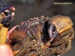 Myomenippe hardwickii