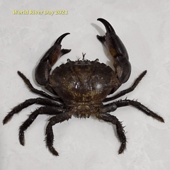 Myomenippe hardwickii