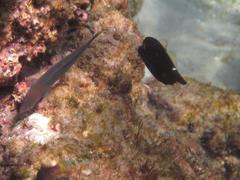 Cantherhines pardalis