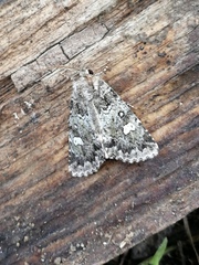 Olivenebula xanthochloris