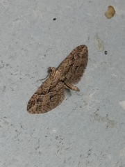 Eupithecia oxycedrata