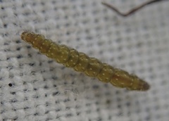 Bucculatrix bechsteinella