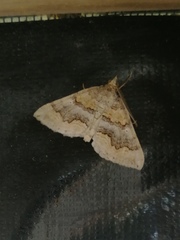 Scotopteryx coelinaria