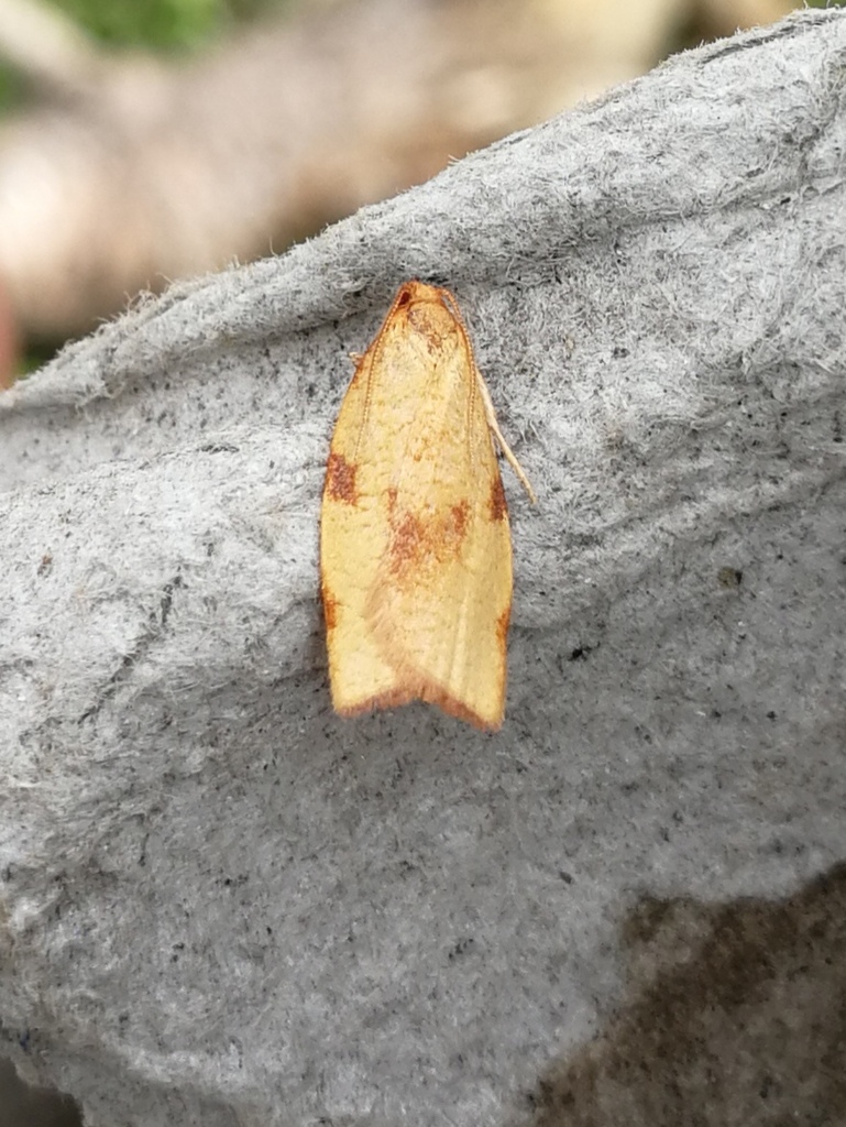 Lozotaenia cupidinana