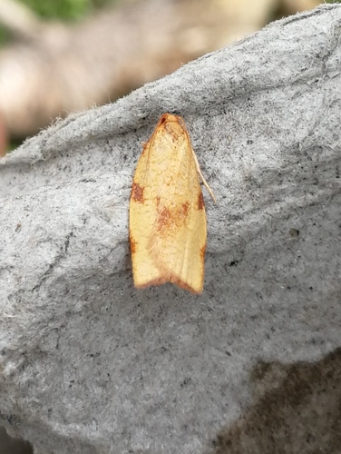 Lozotaenia cupidinana