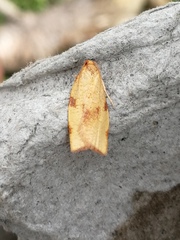 Clepsis siciliana