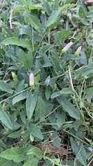 Convolvulus arvensis