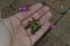 Oxalis commutata commutata