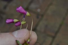 Oxalis commutata commutata