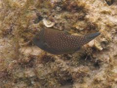 Canthigaster amboinensis
