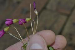 Oxalis commutata commutata