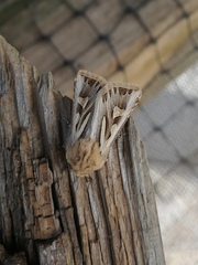 Eucoptocnemis optabilis