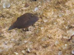 Canthigaster amboinensis