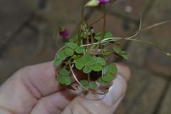 Oxalis commutata commutata