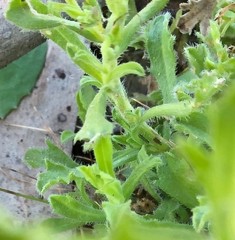 Vittadinia australasica