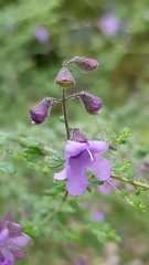 Prostanthera violacea