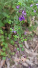 Prostanthera violacea